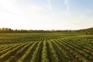 news-Kerign-fondo-agricoltura