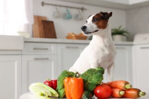 naturasi-pet-shop-bio